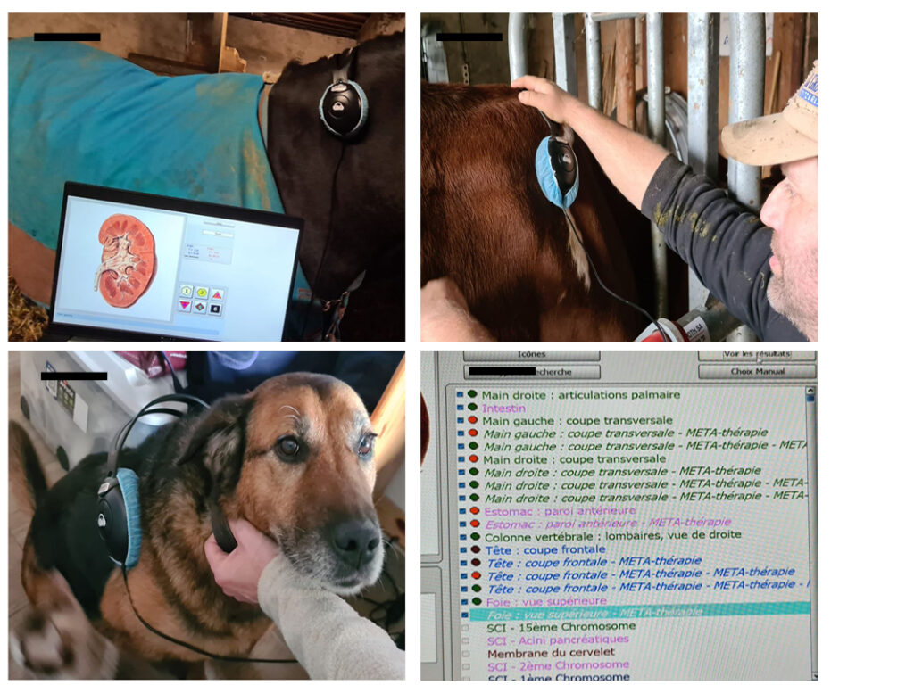 Bioresonance animale